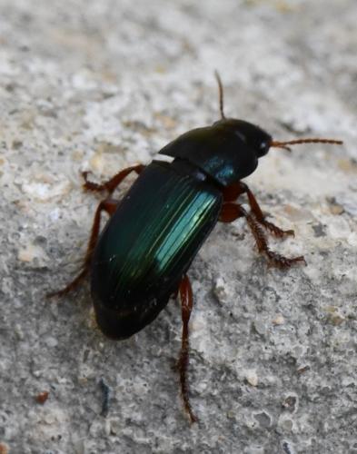 Harpalus sp.